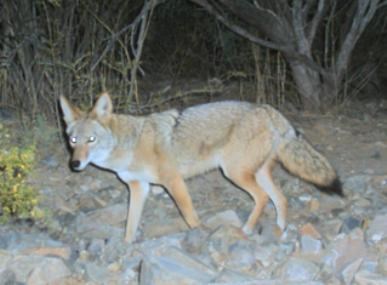 A coyote walking in a natural setting.