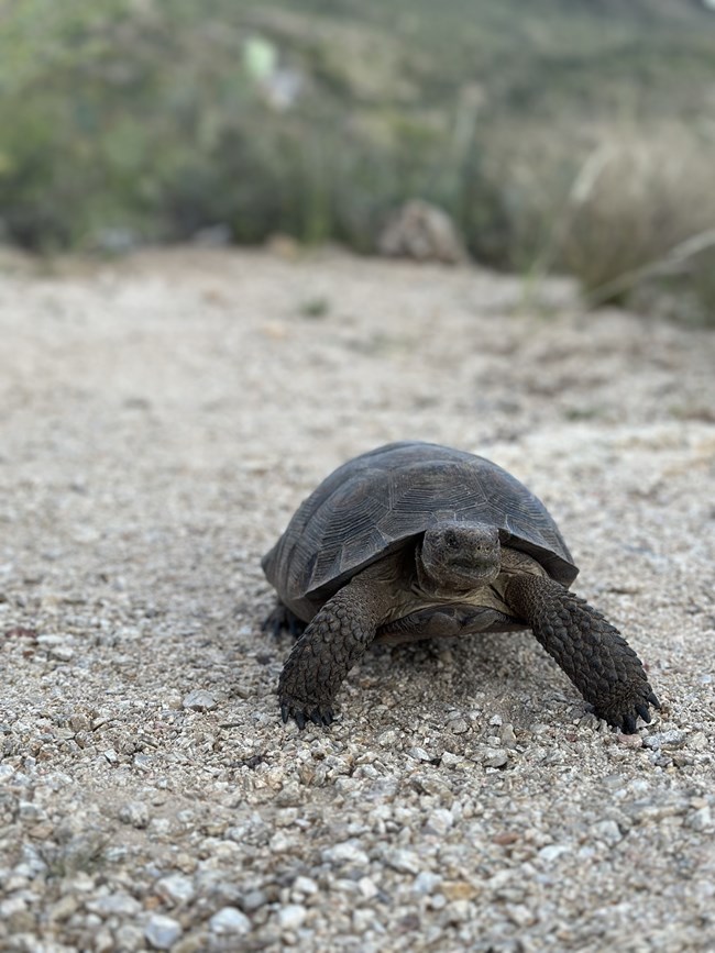 desert tortoise1