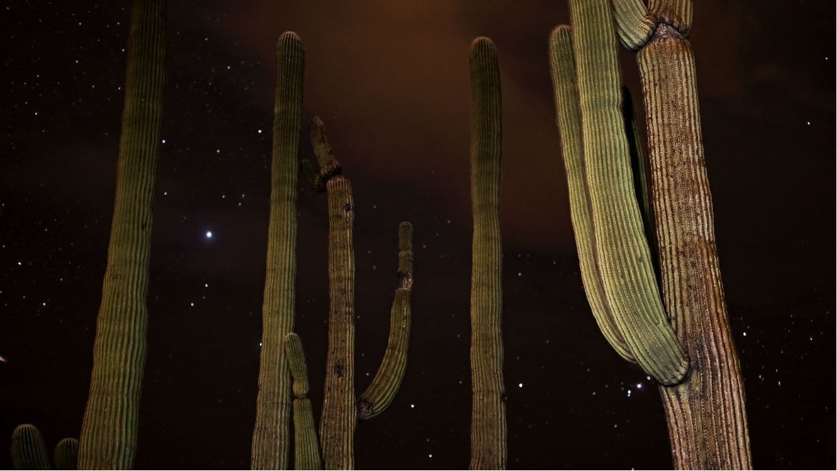 mature saguaros are backlit by starry skies