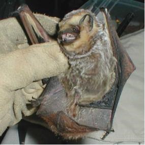 A bat with light tipped fur immobilized by a gloved hand.