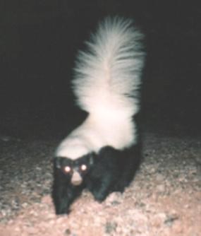 A skunk faces the camera, illuminated with artificial light.