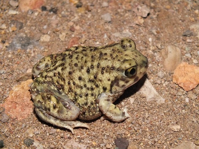mexican spadefoot toad