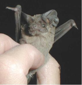 A small brown bat is held by hand with a black background.