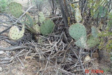 Pile of sticks and debris at the base of a prickly pear cactus.