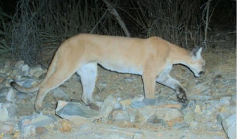 A mountain lion walking in a rocky, natural setting.