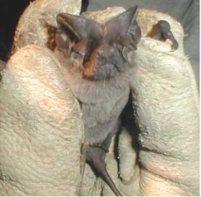 Small bat with long tail is held in a gloved hand.