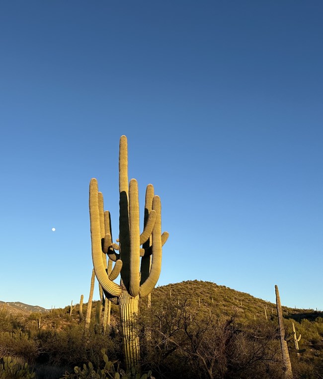 A mature saguaro is lit by the sunset with the mountains in the background