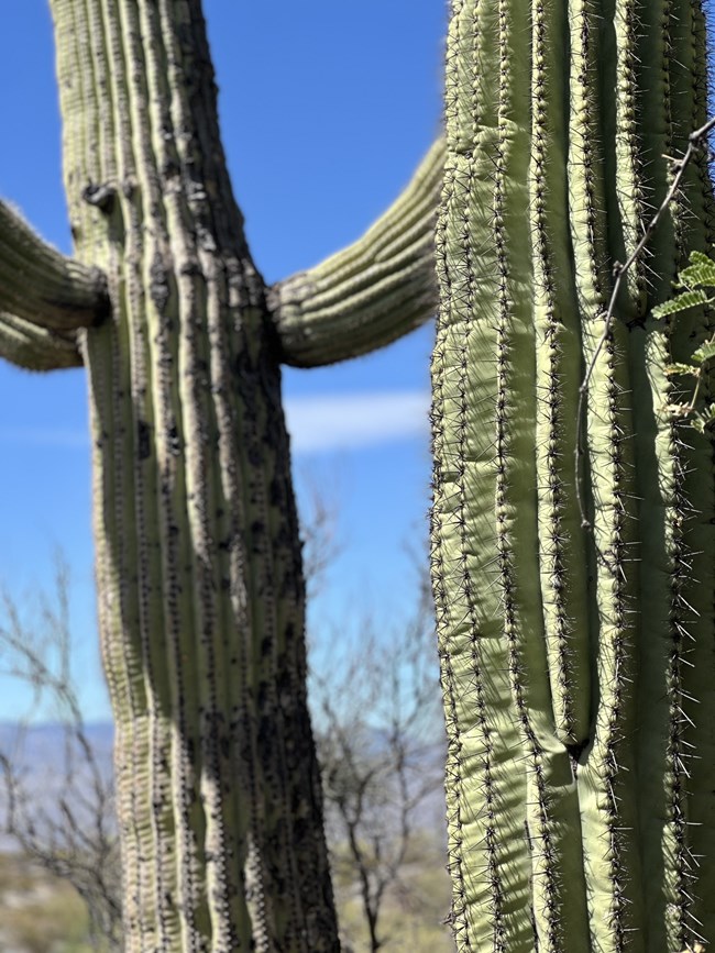 Saguaro pleats
