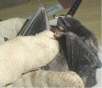 A bat covers its head with its wing while held in a gloved hand.