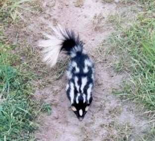 A spotted skunk in a natural setting photographed from above.