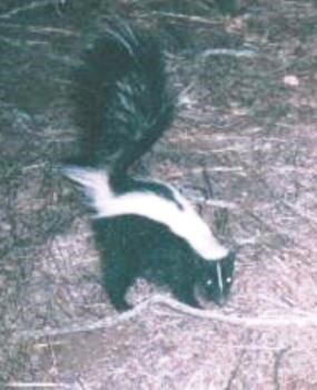 A skunk in a natural setting illuminated by artificial light.