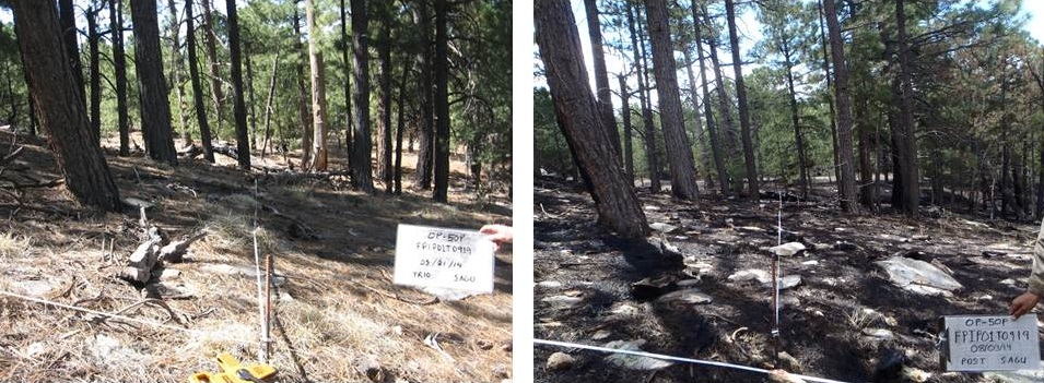 Before and After - SAGU Fire Effects Monitoring Plot (05-21-2014 & 08-03-2014)