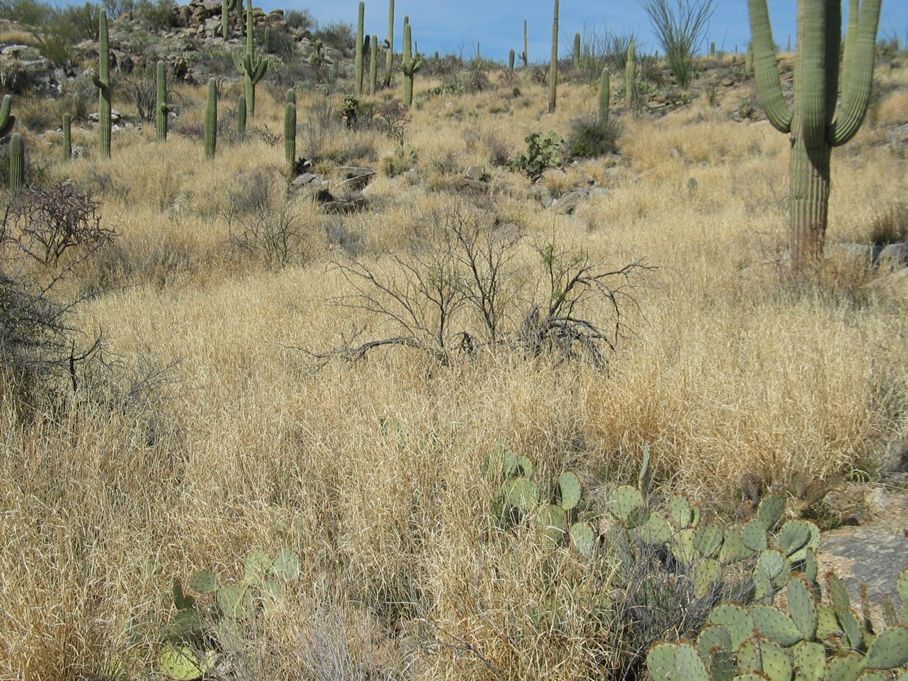 Dense stand of the invasive grass buffelgrass choking out native vegetation in Saguaro National Park, Arizona.