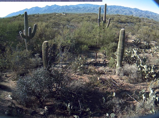 Landscape view of saguaros and mountains from webcam