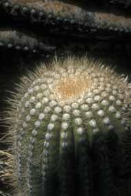 Peaceful little saguaro191x285