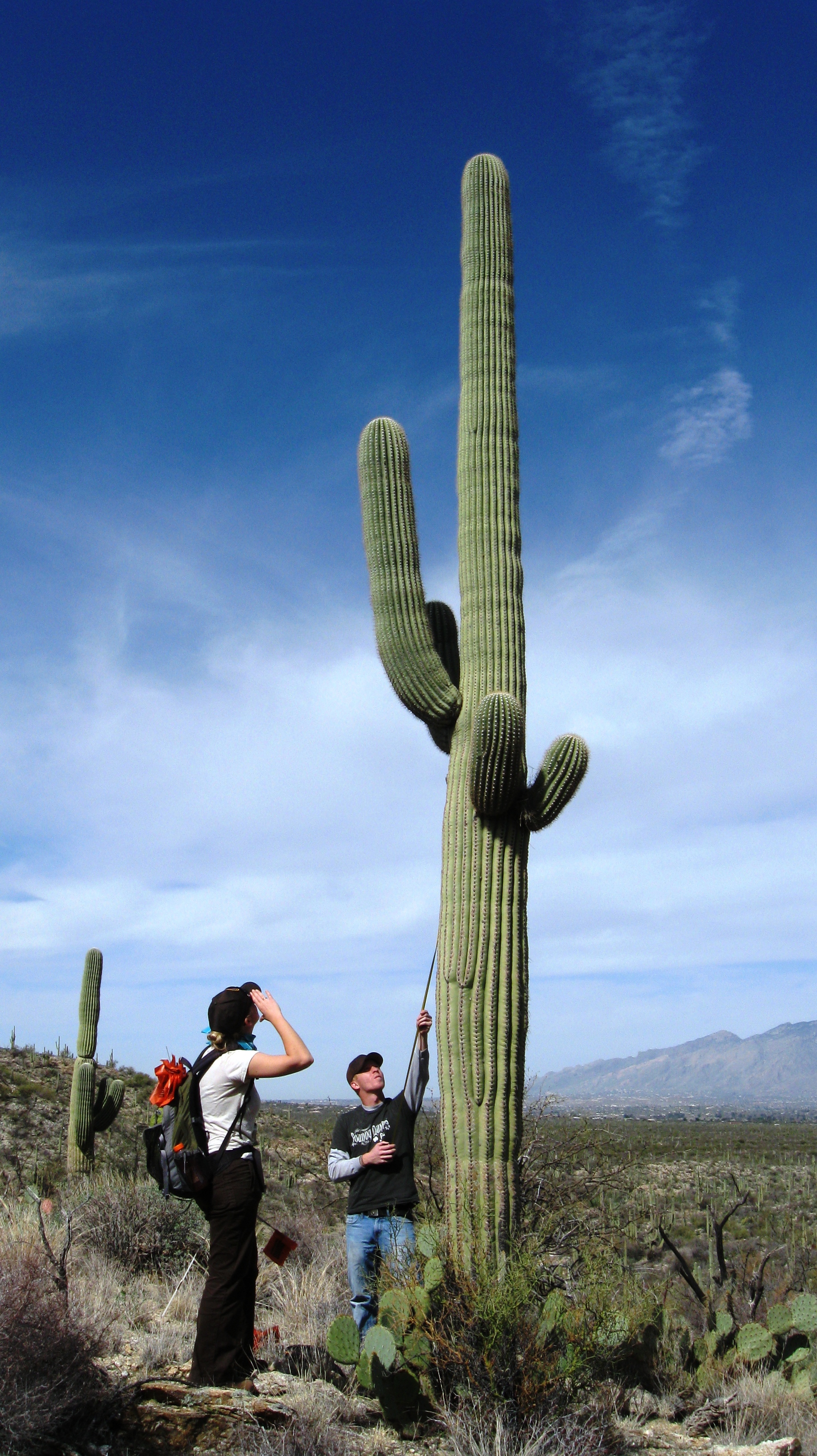 Saguaro Census- measuring saguaros