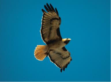 Red-tailed Hawk