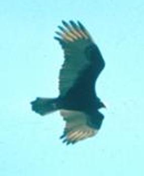 turkey vulture