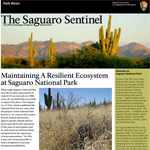 Sentinel Saguaro