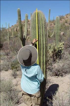 saguaro census 2010