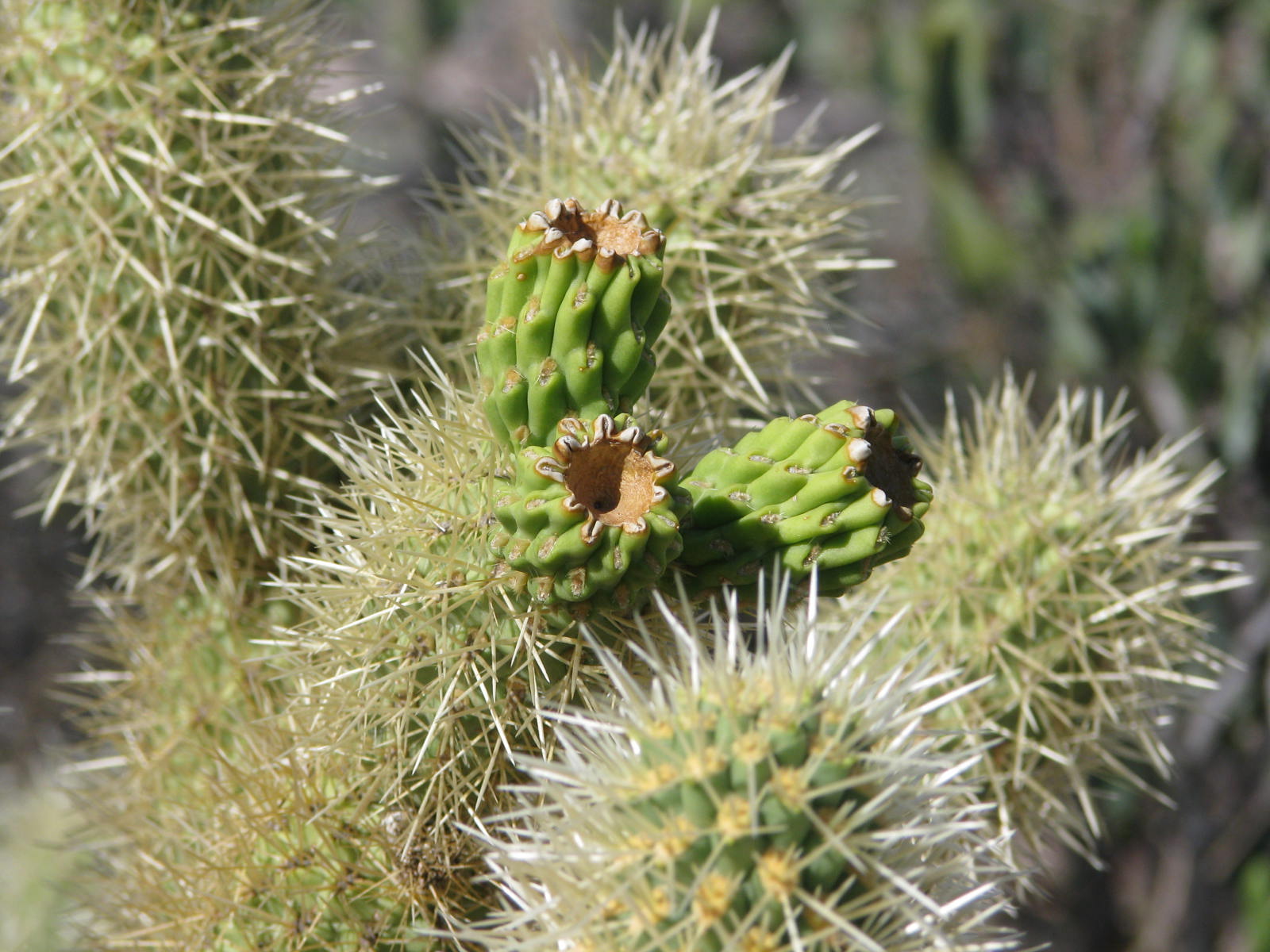 Teddy Bear Cholla
