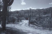 Black and white photo of a dirt road amid a cactus forest.