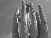 Black and white photo from below of a saguaro with many arms.