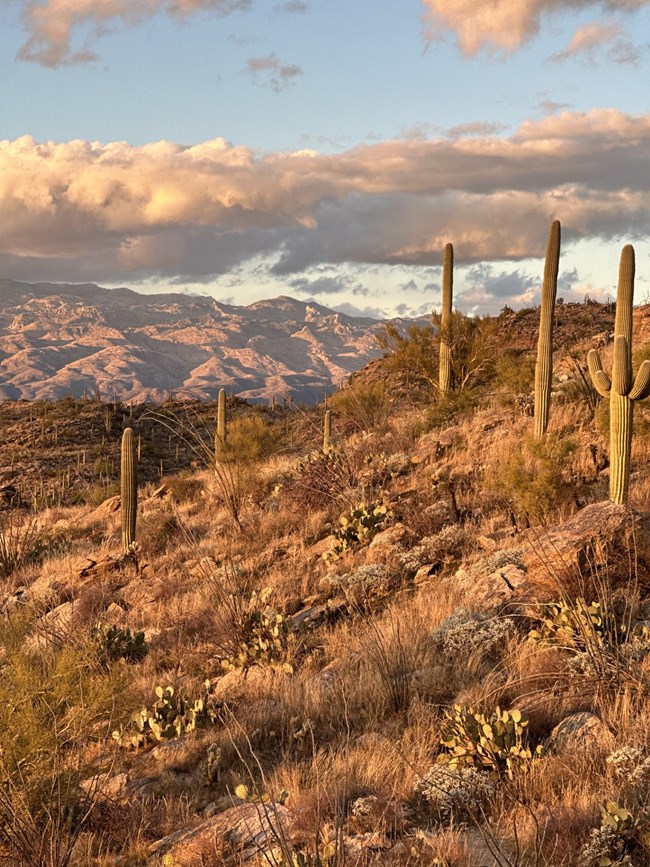 the cactus forest is lit by the colors of sunset with mountians and clouds in the distance
