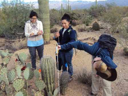 Volunteers measuring saguaros