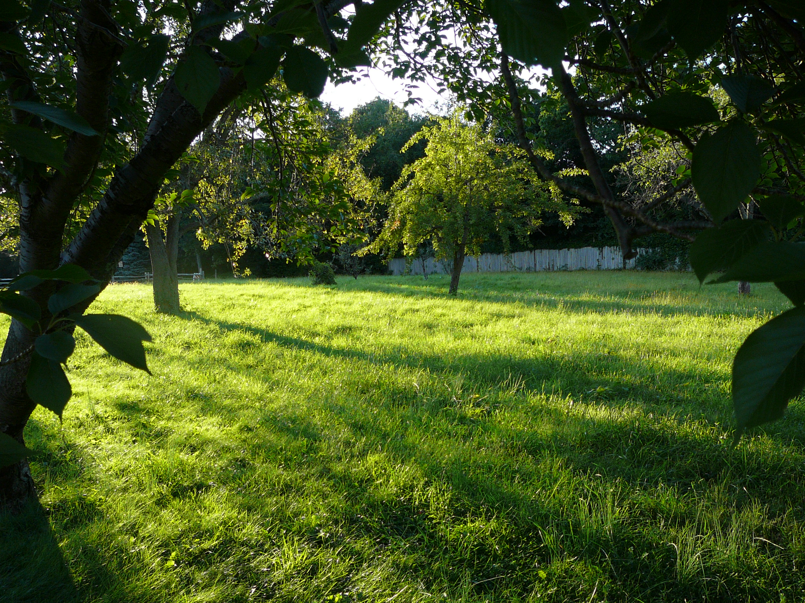 Upper Orchard