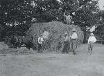Haying at Sagamore Hill