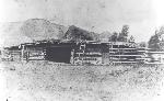 Elkhorn stable