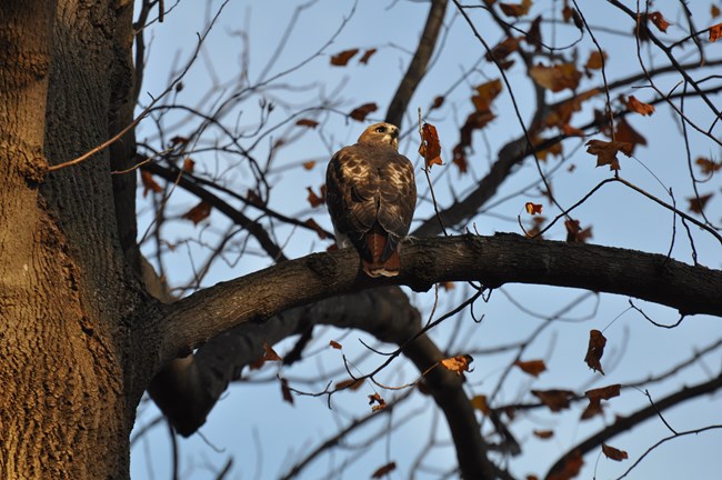 A Red Tail Hawk sits on a branch on Sagamore Hill Nature Trail.