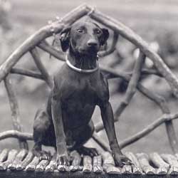 Jack the dog was one of the favorite pets of the Roosevelt family.
