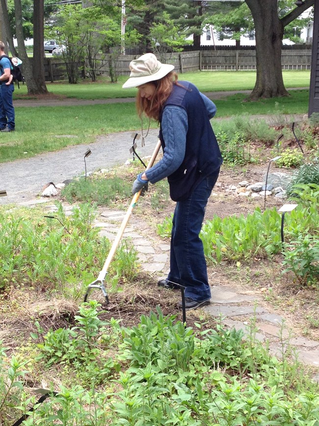 A Volunteer in the Herb Garden