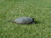 The female snapping turtle locates a place to lay her eggs.