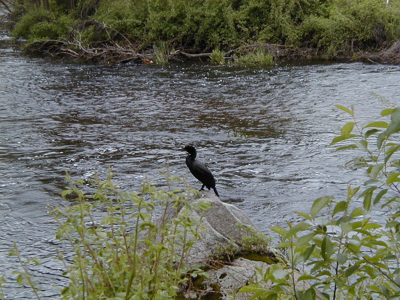 Double-Crested Comorant