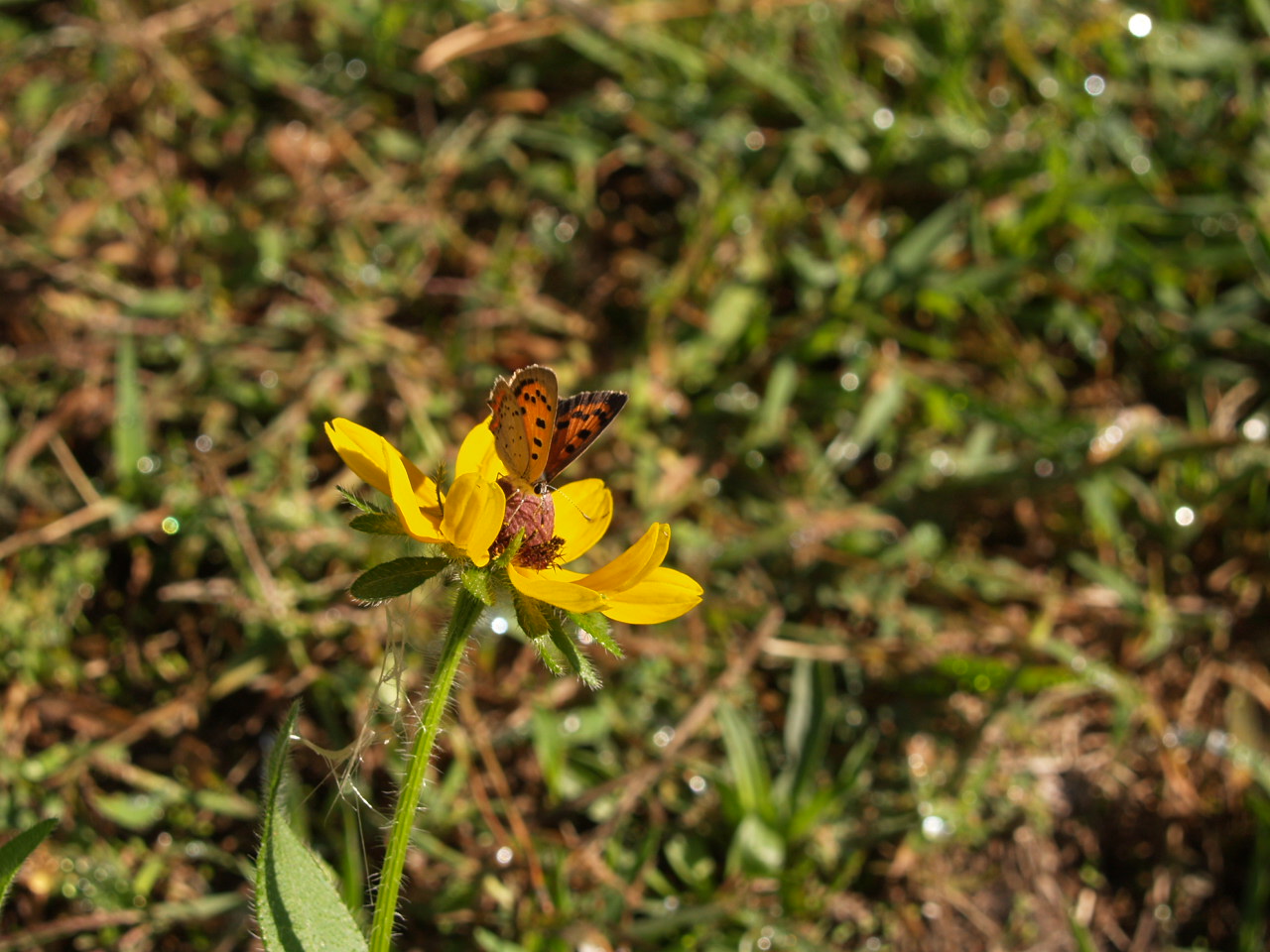Nature at Saugus Iron Works