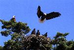 Bald Eagles Tending Their Young at American Camp