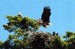 Bald Eagle Checks on Young