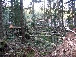Forest Carnage