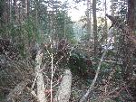 Logger's Dream