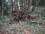 Uprooted