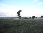 Split juniper
