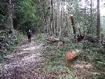 Cleared Trail