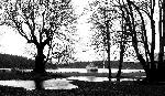 Bare Maples at English Camp
