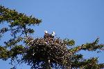 Two eagles