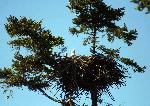 Bald eagle with eaglet