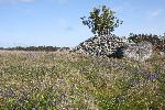 Field of wildflowers