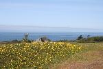 Robert's Redoubt full of buttercups